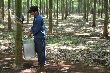 Công nhân cao su cần biết về xử lý cấp cứu ban đầu